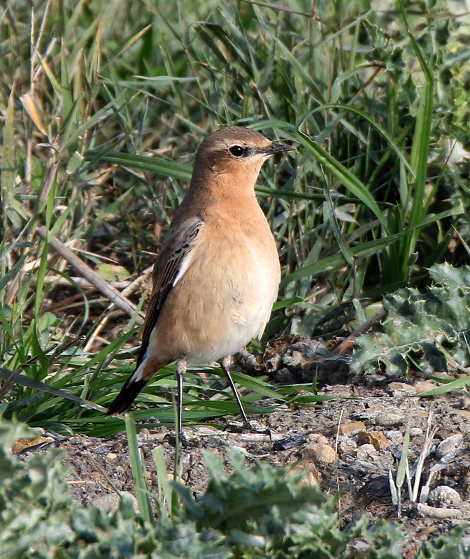 Wheatear