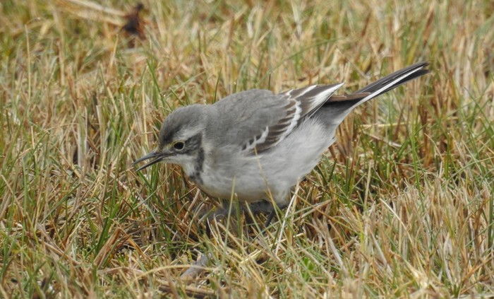 Citrine Wagtail