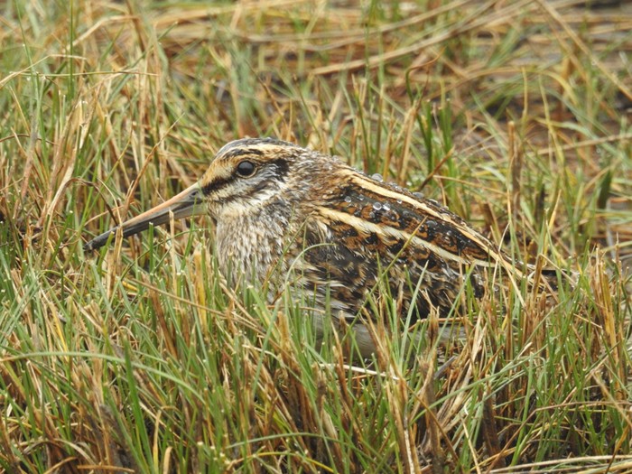 Jack Snipe