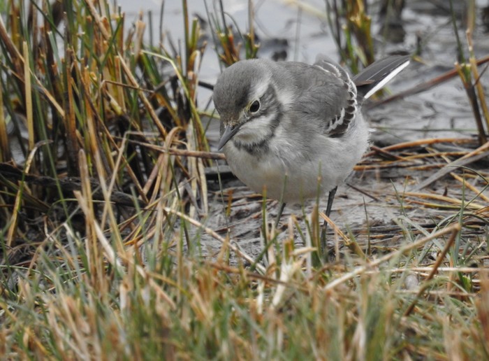Citrine Wagtail