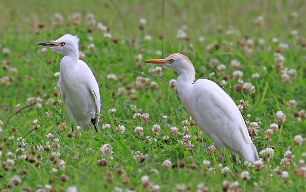 Cattle Egret