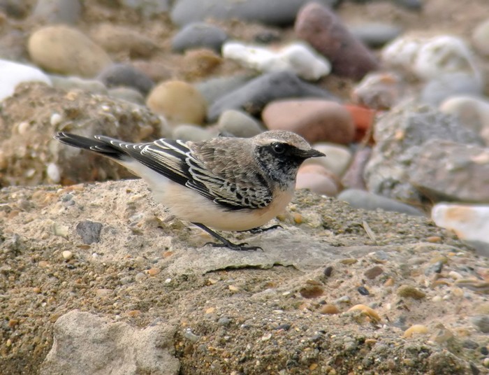 Pied Wheatear