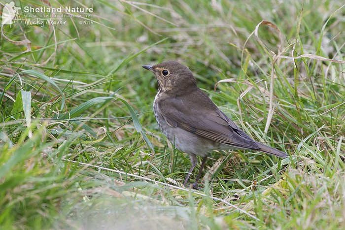 Swainson's Thrush