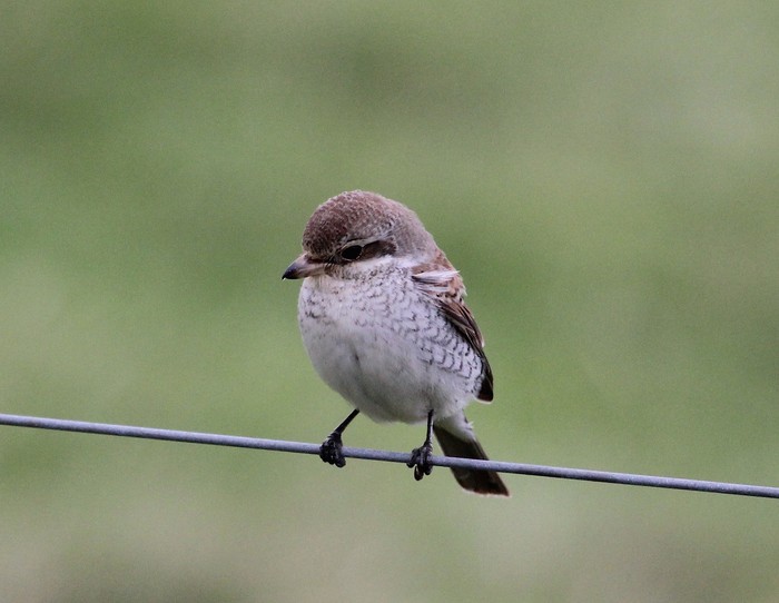 Red-backed Shrike