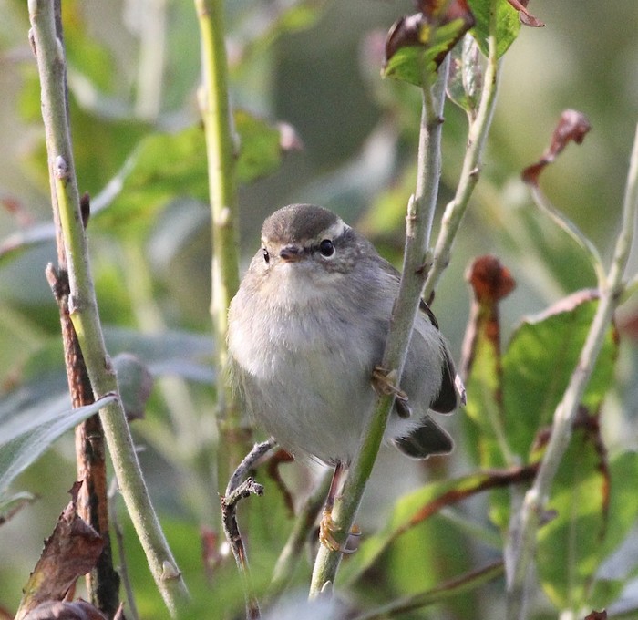 Yellow-browed Warbler
