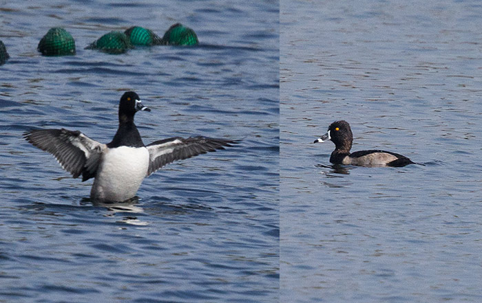 Ring-necked Duck