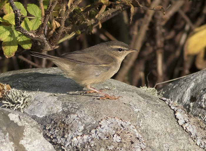 Dusky Warbler