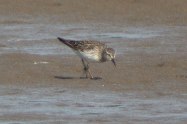 White-rumped Sandpiper
