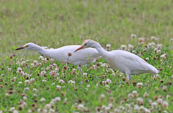 Cattle Egret