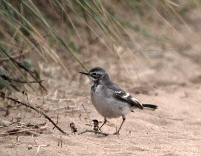 Citrine Wagtail