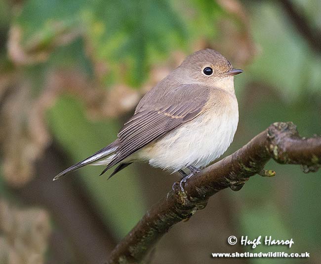 Red-breasted Flycatcher