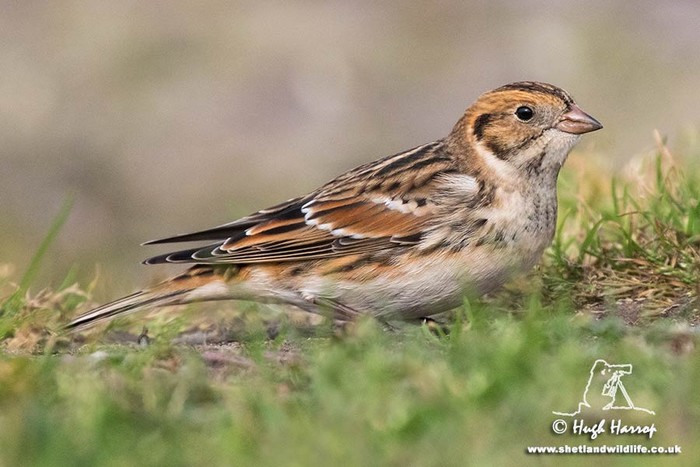 Lapland Bunting