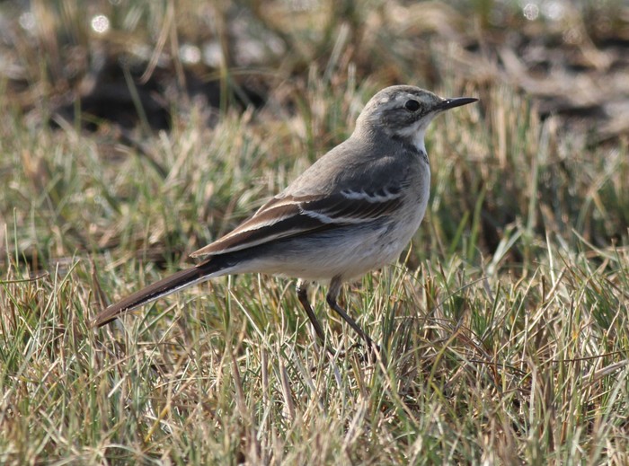 Citrine Wagtail