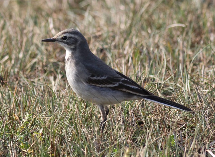 Citrine Wagtail