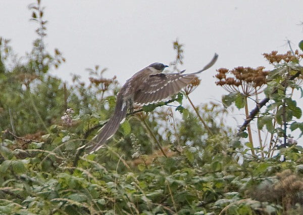 Great Spotted Cuckoo