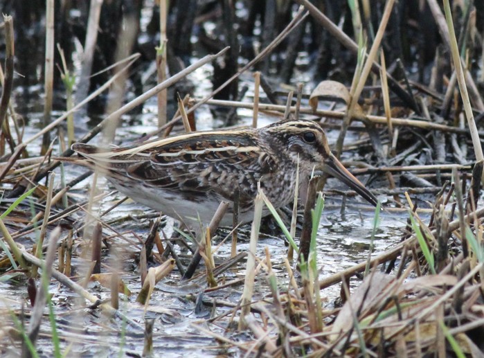 Jack Snipe