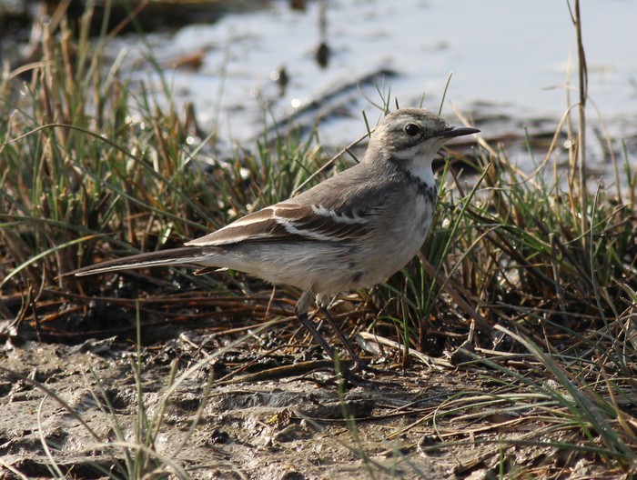 Citrine Wagtail