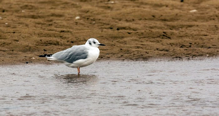 Bonaparte's Gull