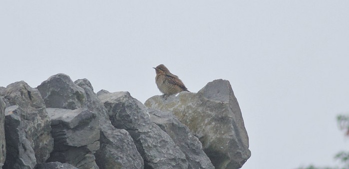 Wryneck