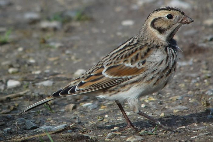 Lapland Bunting