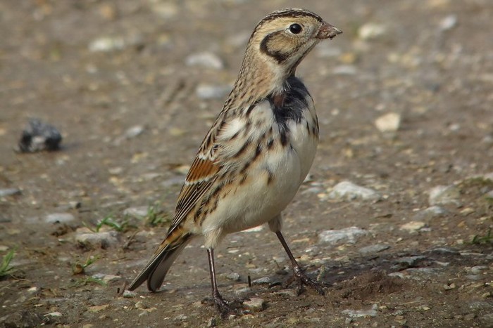 Lapland Bunting