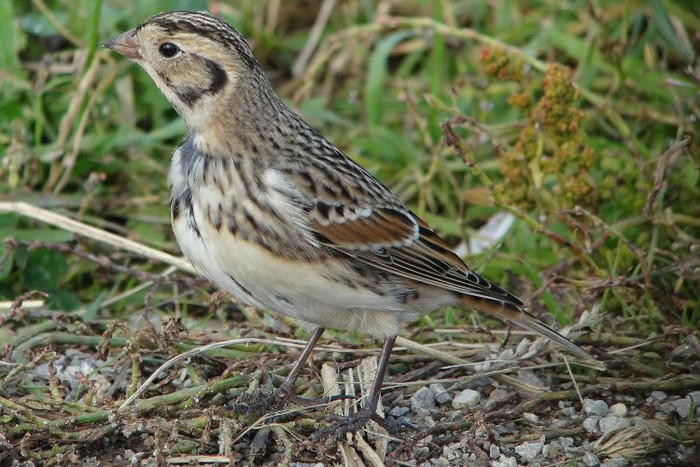 Lapland Bunting