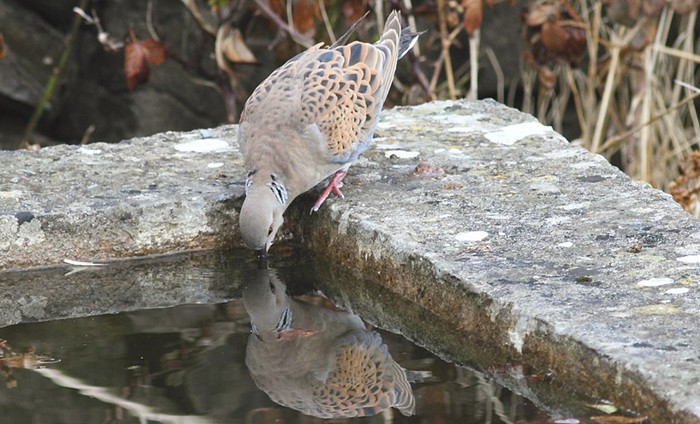 Turtle Dove