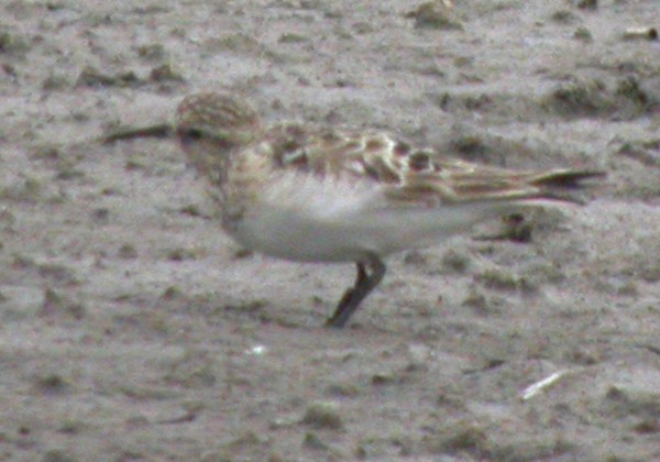 Baird's Sandpiper