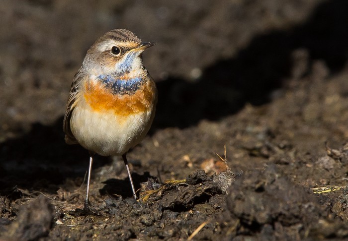 Bluethroat