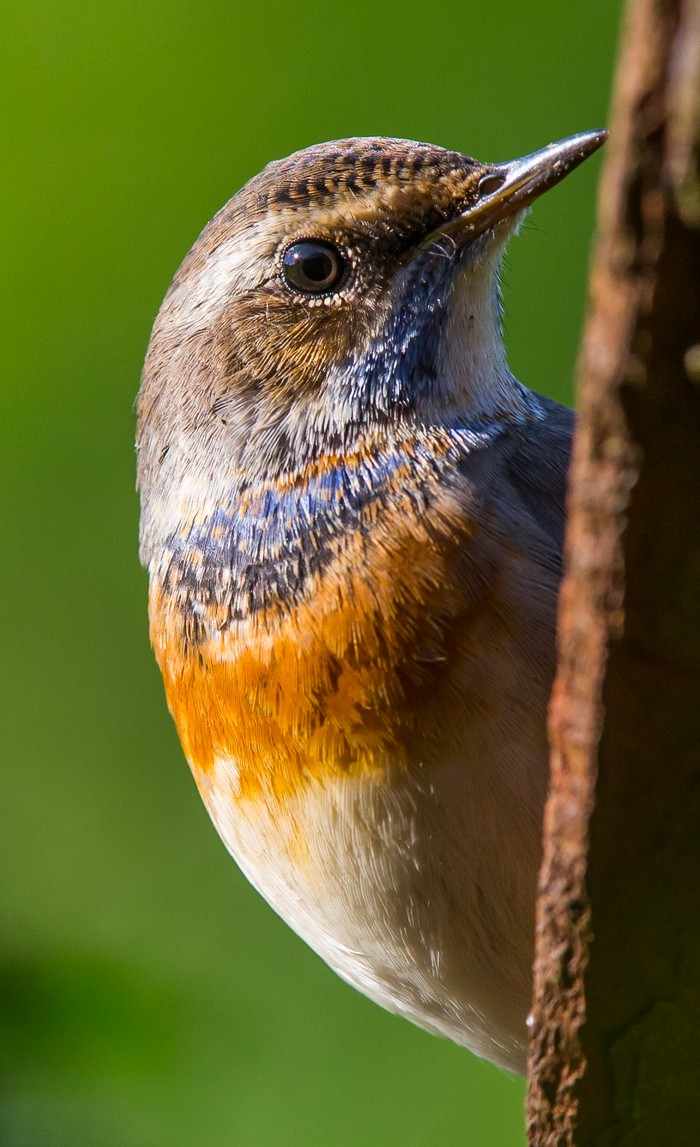 Bluethroat