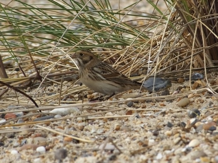 Lapland Bunting