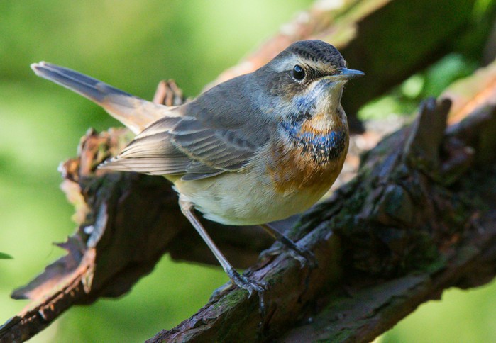 Bluethroat