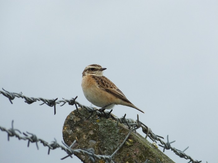 Whinchat