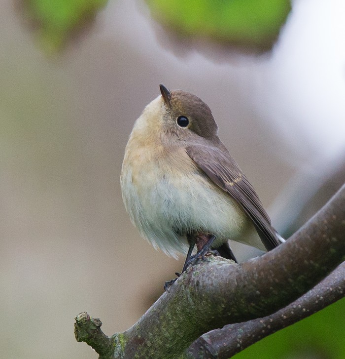 Red-breasted Flycatcher