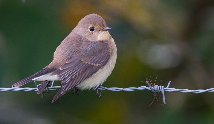 Red-breasted Flycatcher