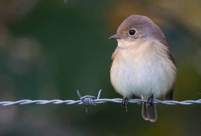 Red-breasted Flycatcher