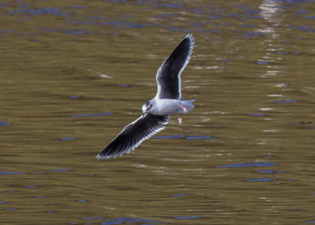 Little Gull