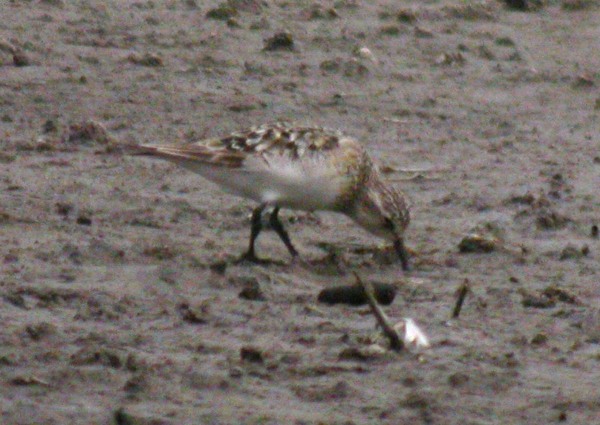 Baird's Sandpiper