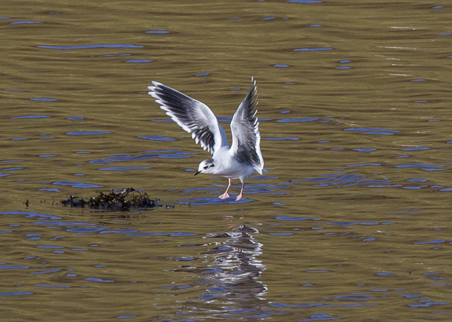 Little Gull