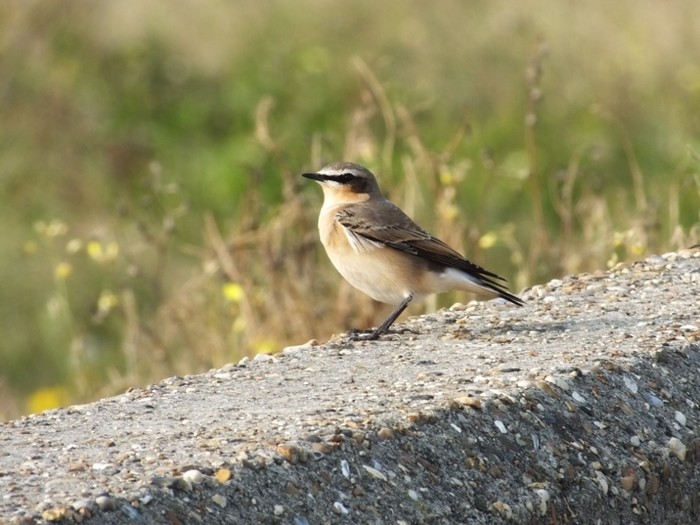 Wheatear
