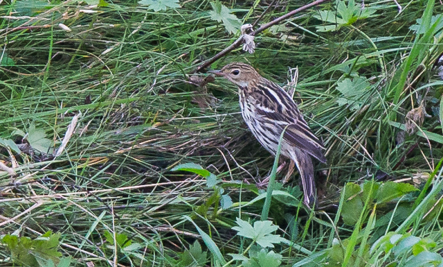 Pechora Pipit
