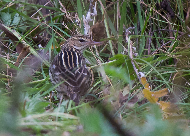 Pechora Pipit