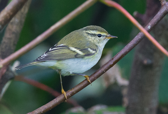 Yellow-browed Warbler