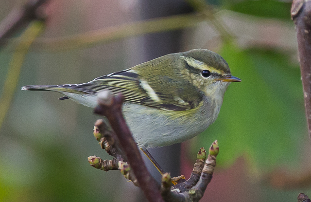 Yellow-browed Warbler