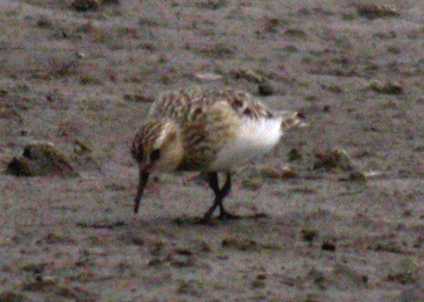 Baird's Sandpiper