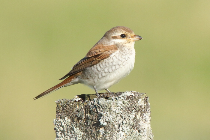 Red-backed Shrike