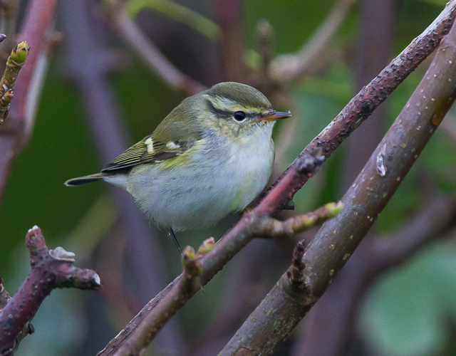 Yellow-browed Warbler
