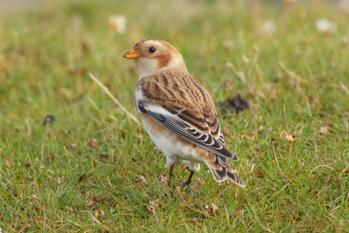 Snow Bunting