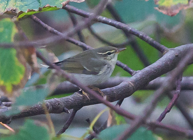 Arctic Warbler