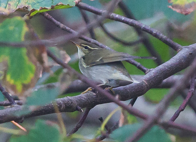 Arctic Warbler